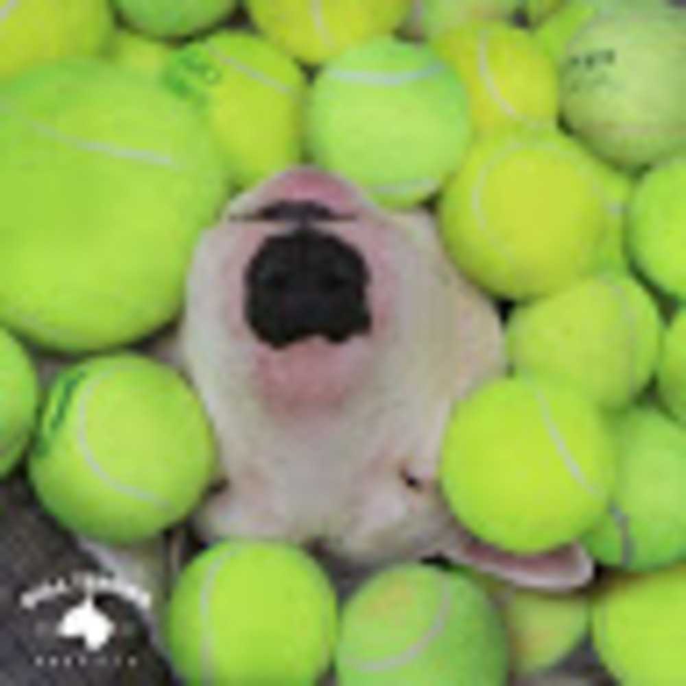 Meet your Posher, Cynthia